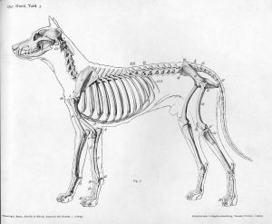 1452px-Dog_anatomy_lateral_skeleton_view