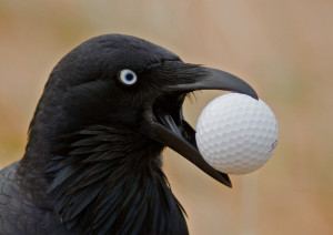 Australian+Raven+and+Golf+Ball+IMG_6261