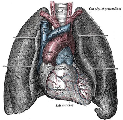 Lungs-716382
