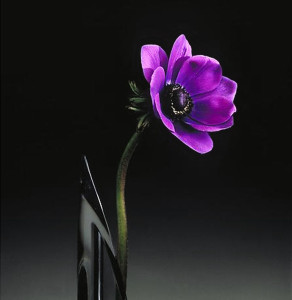 Robert Mapplethorpe's memento mori, his photographs of flowers as meditation on death. Here the Anemone  shot in 1989 at the height of the AIDS crisis.