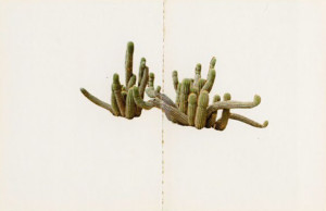 Ed Rscha, Cactus from his series Colored People