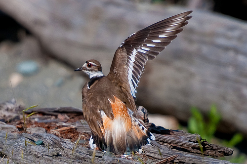 A killdeer faking a broken wing. Flickr: Gdahlman