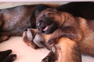 sleeping puppy close
